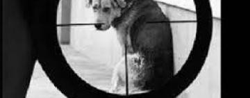 Полицейские проверяют информацию о жестоком обращении с животным жителем Арциза